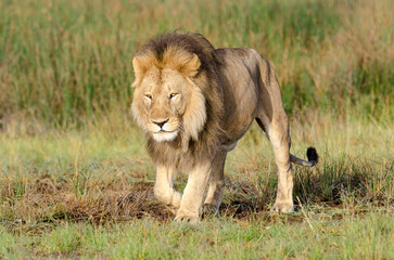 lion