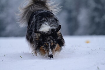 Schöner bunter Hund läuft frei durch Neuschnee