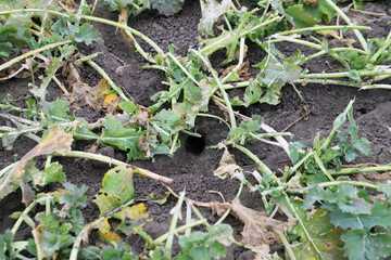 Rodent burrows in a cultivated field. Winter rapeseed plants gnawed by mice in the fall.