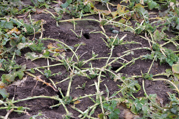 Damage to crops caused by rodents. Winter rapeseed plants gnawed by mice in the Autumn.