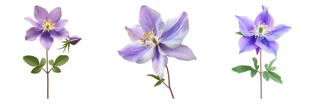 Three elegant columbine flowers captured in a delicate composition, each displaying its intricate beauty. The image showcases the delicate colors and unique form of these exquisite blossoms