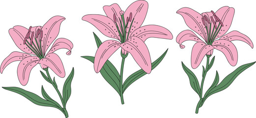 Beautiful pink lily flowers with green leaves, vibrant vector illustration perfect for wedding designs, greeting cards, stationery, and decorative floral projects.