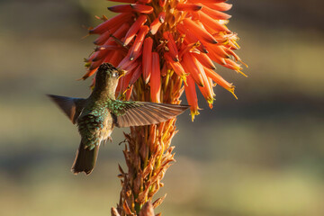 Colibrí comiendo de una flor © Pauliriose Fotos