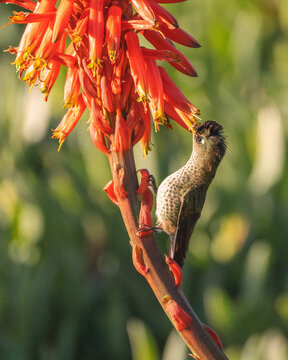 Picaflor, Colibr&iacute; sobre una flor