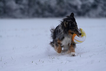 Sch&ouml;ner temperamentvoller H&uuml;tehund tobt frei mit einem farbigen Ball durch Neuschnee