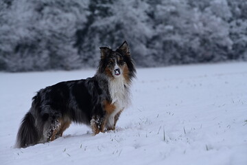 Sch&ouml;ner H&uuml;tehund steht stolz im Neuschnee am Waldrand