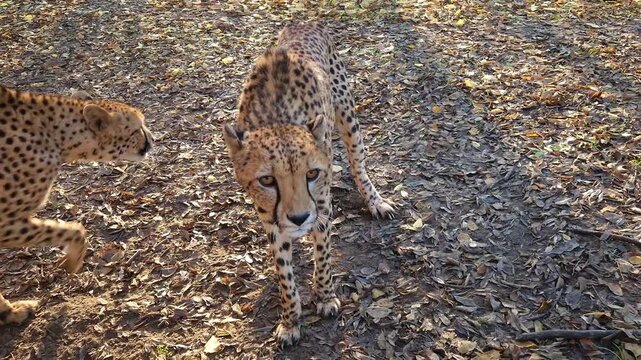 cheetah, acinonyx, jubatus, gepard, animal, big cats, felidae, carnivores, carnivora, mammal, african, zoo, 