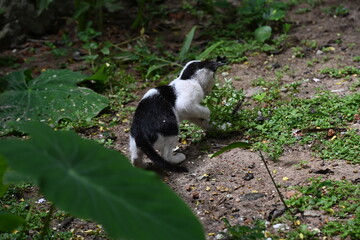 black and white cat