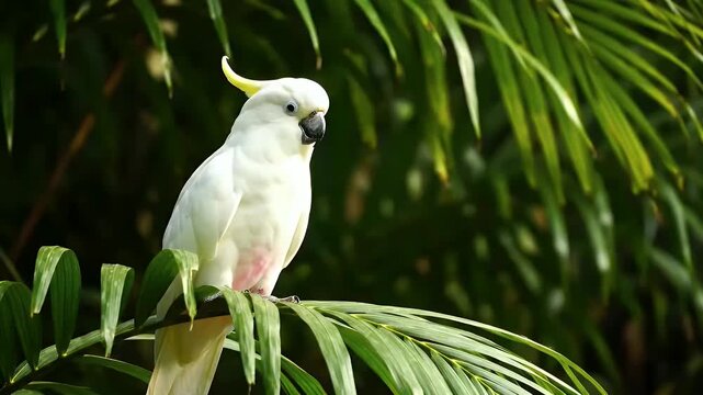 White Cockatoo Parrot In Natural Tropical Rainforest Environment Close Up