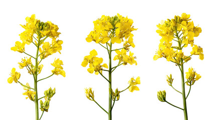 Three mustard plants side by side with yellow blossoms on pure white background