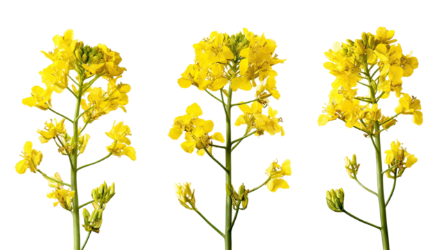Three mustard plants side by side with yellow blossoms on pure white background
