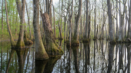 View of the flooded cypress swamp forest with tree reflections in still water in Mississippi, Southern USA