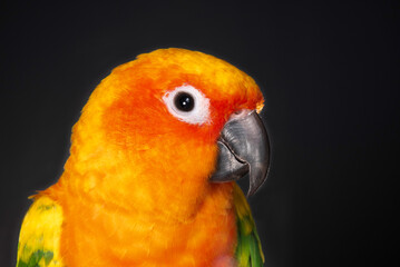 Sun conure with a black background