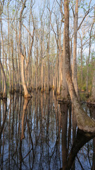 Vertical photo of a flooded swamp forest in Mississippi, Southern USA	
