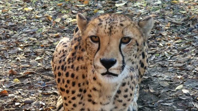 cheetah, acinonyx, jubatus, gepard, animal, big cats, felidae, carnivores, carnivora, mammal, african, zoo, 