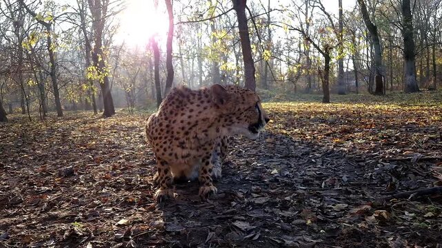 cheetah, acinonyx, jubatus, gepard, animal, big cats, felidae, carnivores, carnivora, mammal, african, zoo, 