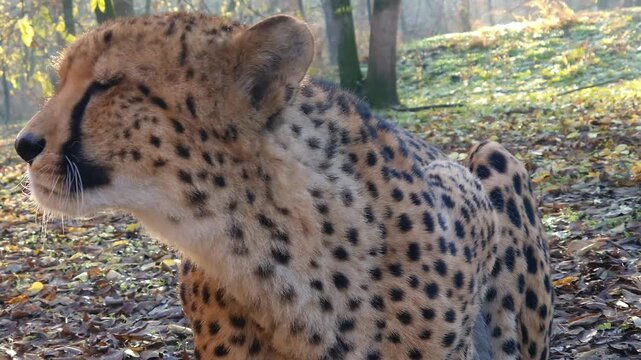 cheetah, acinonyx, jubatus, gepard, animal, big cats, felidae, carnivores, carnivora, mammal, african, zoo, 