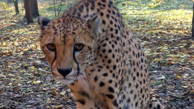 cheetah, acinonyx, jubatus, gepard, animal, big cats, felidae, carnivores, carnivora, mammal, african, zoo, 