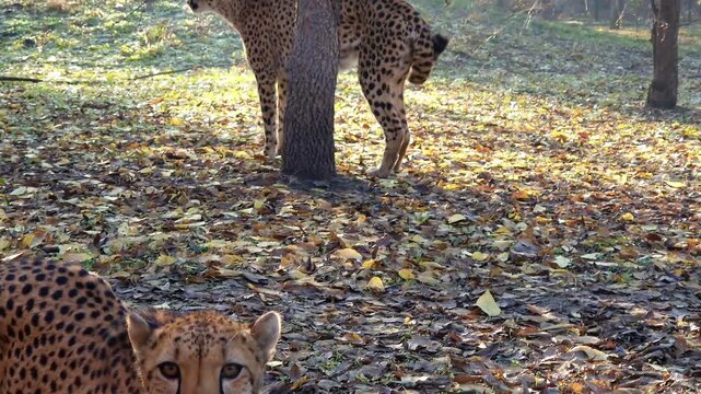 cheetah, acinonyx, jubatus, gepard, animal, big cats, felidae, carnivores, carnivora, mammal, african, zoo, 