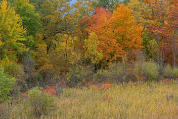Autumn landscape of marsh and forest, Lake Doster, Michigan, USA