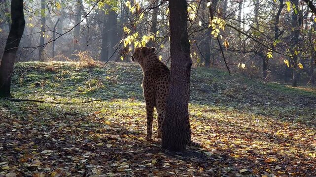 cheetah, acinonyx, jubatus, gepard, animal, big cats, felidae, carnivores, carnivora, mammal, african, zoo, 