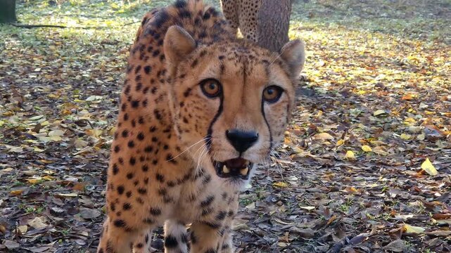 cheetah, acinonyx, jubatus, gepard, animal, big cats, felidae, carnivores, carnivora, mammal, african, zoo, 