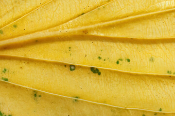 Closeup of an autumnal yellow leaf