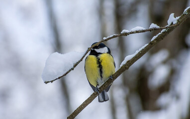 A titmouse on a winter branch