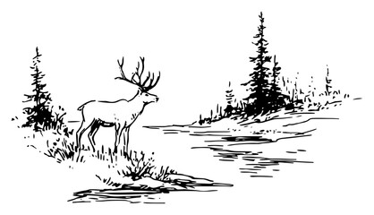 Fototapeta premium Majestic deer standing by snowy forest clearing with frozen stream – black line art vector illustration