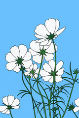 Beautiful White Cosmos Flowers Blooming Against Clear Blue Sky In Summer Garden Nature Art
