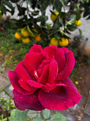 Beautiful deep red rose covered with fresh water droplets in a garden after rain. Vibrant petals stand out against a soft blurred background with citrus fruits,creating a striking natural and romantic