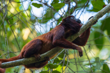A red howler monkey perched high in the Amazon canopy of Madre de Dios, glowing in the soft jungle light above Tambopata and Manu, a vivid emblem of Peru’s wild rainforest