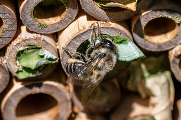 Patchwork leaf cutter bee, Megachile centuncularis, flying into nest with part of a honeysuckle leaf