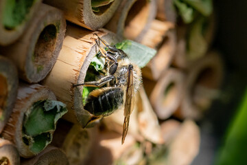 Patchwork leaf cutter bee, Megachile centuncularis, flying into nest with part of a honeysuckle leaf