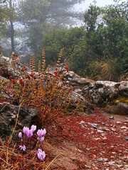 Misty forest scene with wild cyclamen flowers blooming among rocks, dry plants and pine needles. Atmospheric autumn nature background with soft fog, earthy colors and serene woodland mood.