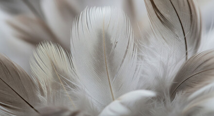 Fototapeta premium Soft, Fluffy White and Gray Feathers Macro Texture Background. An extreme close-up (macro) photograph showcasing a pile of soft, fluffy bird feathers in muted, natural tones of white, beige
