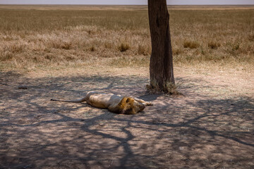An African lion in the savannah. Beautiful scenery. Dangerous predator.	
