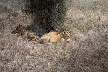 An African lion in the savannah. Beautiful scenery. Dangerous predator.	

