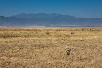 Beautiful African savannah. Large trees. Bushes. Sunny summer day.	
