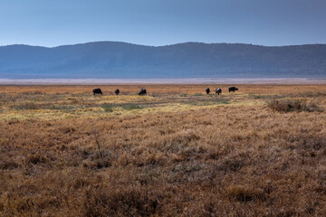 Obraz premium Beautiful African savannah. Large trees. Bushes. Sunny summer day. 