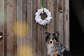 Sch&ouml;ner bunter Australien Shepherd Hund vor einem alten Holztor an dem ein altmodischer beiger Stoffkranz h&auml;ngt