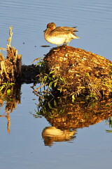 Krickenten  Männchen in der Abendsonne