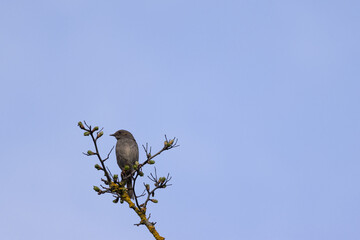 A small bird sits on the highest budding branch of a tree, framed by a clear blue sky. The minimalistic composition highlights the calm, natural beauty of early spring.