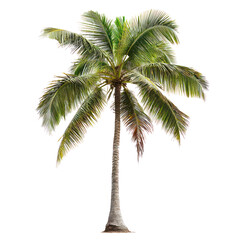 Fototapeta premium Coconut Tree isolate on transparent background