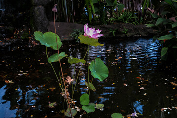 Background of a Pink Lotus Flower and Green Leaves in a Dark Fish Pond.