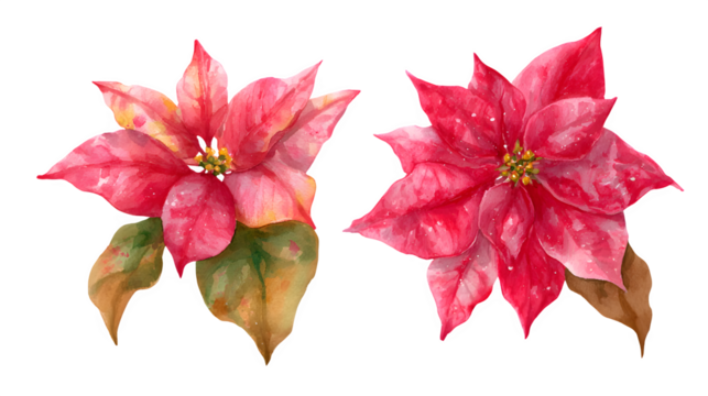 Hand-painted poinsettia flower illustrations in watercolor style isolated on white background