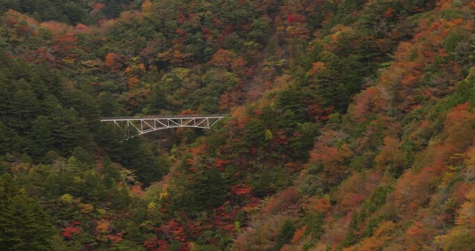 紅葉の関の沢鉄橋を渡る大井川鐵道井川線のトロッコ列車

