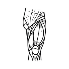 Human Leg Muscle Anatomy Diagram