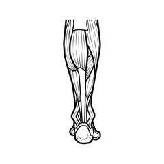 Anterior View of Human Lower Leg Muscles Anatomy Line Art