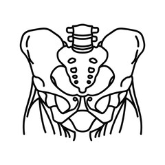 Human Pelvis and Sacrum Bone Anatomy Line Art Illustration